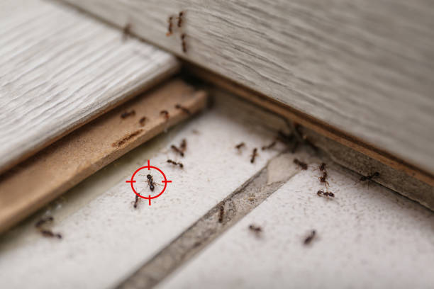 Best Pest Prevention Services  in Temesl Valley, CA