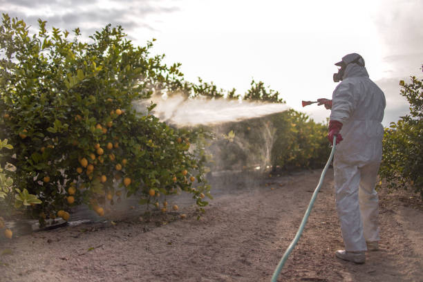 Best Mosquito Control Services  in Temesl Valley, CA