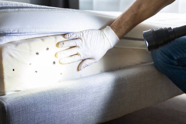 Best Pest Control for Homes  in Temesl Valley, CA