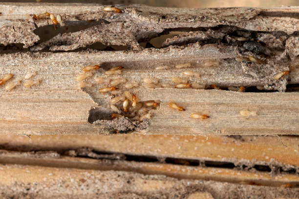 Best Wasp Removal Services  in Temesl Valley, CA