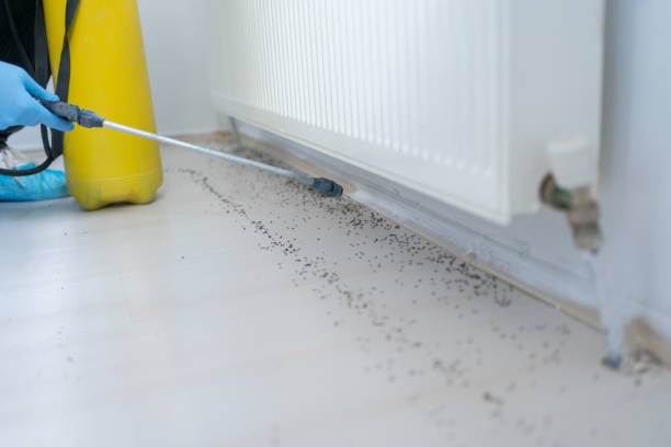 Trusted Temescal Valley, CA Pest Control Experts