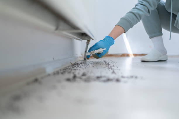 Flea Control Services in Temescal Valley, CA
